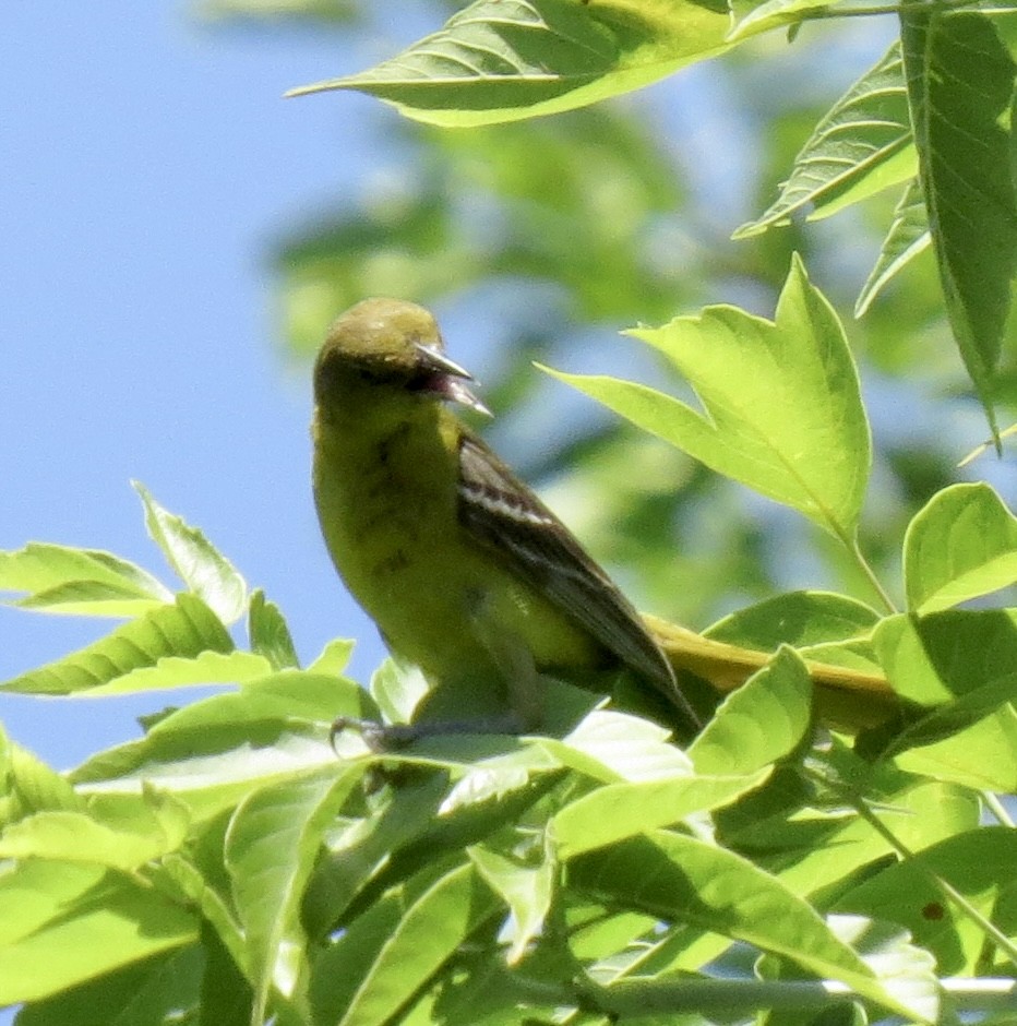 Orchard Oriole - ML463817281