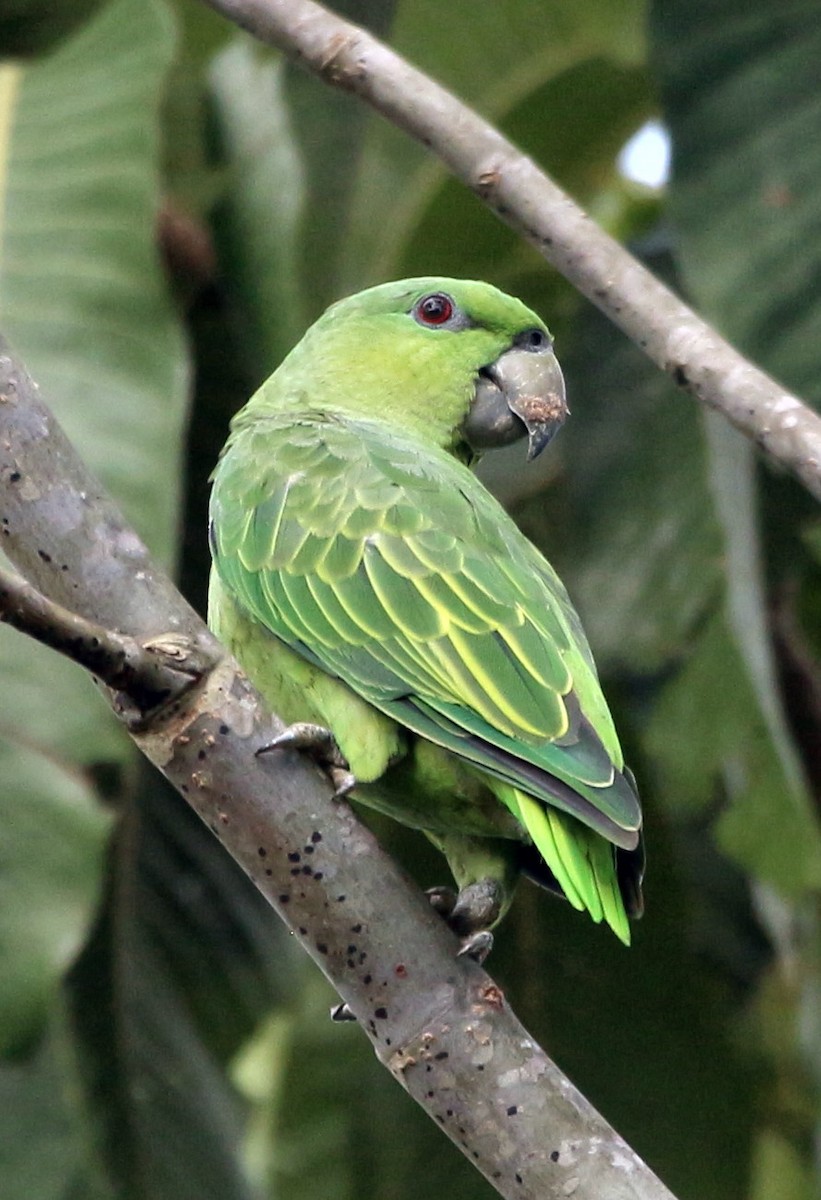 Short-tailed Parrot - ML46382341