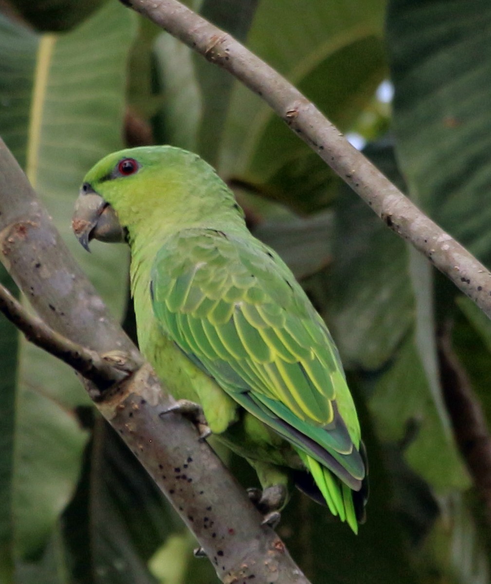 Short-tailed Parrot - John Drummond