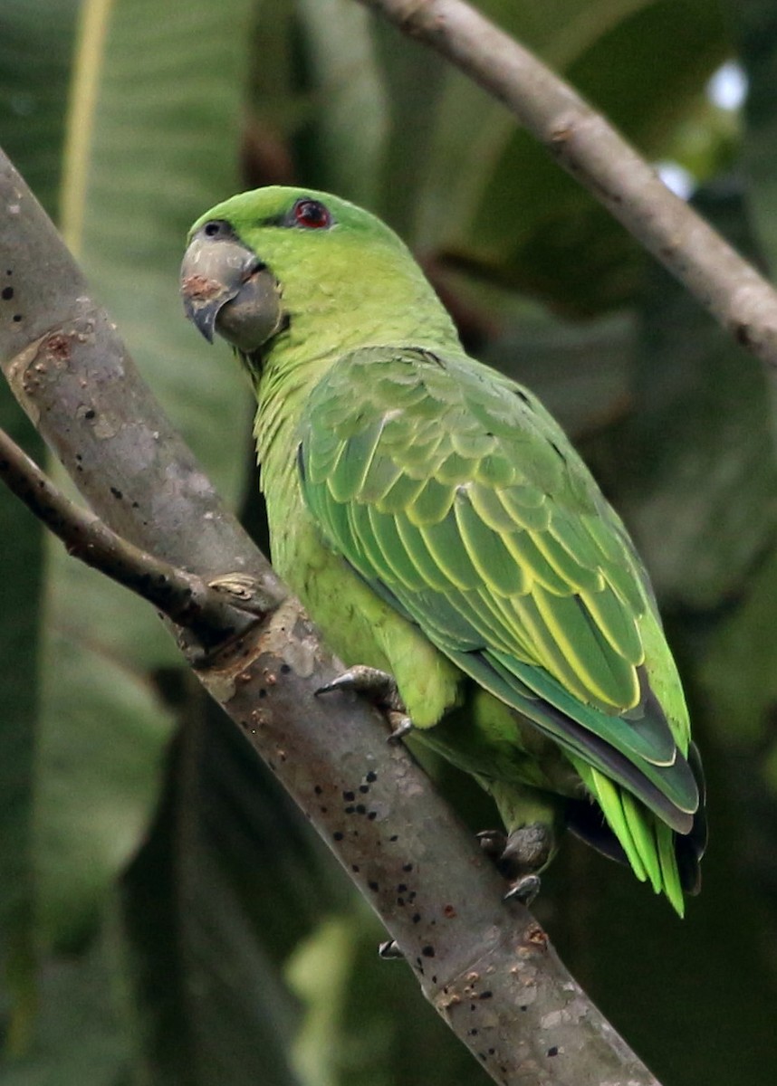 Short-tailed Parrot - John Drummond