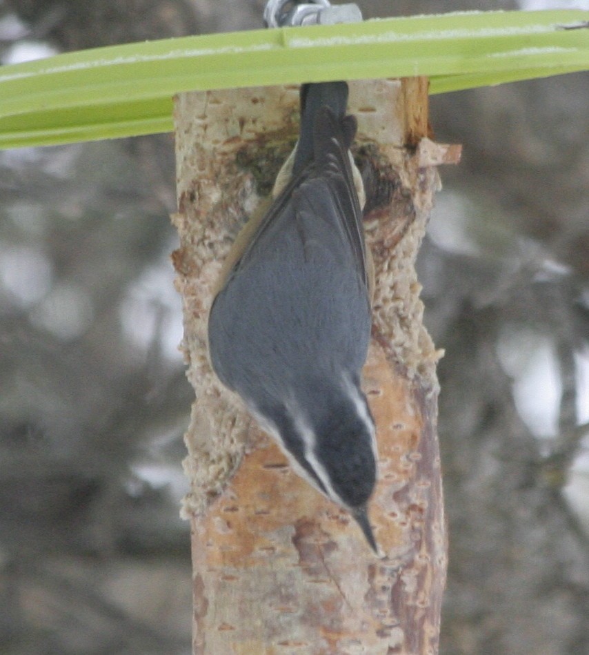 Red-breasted Nuthatch - ML46382521