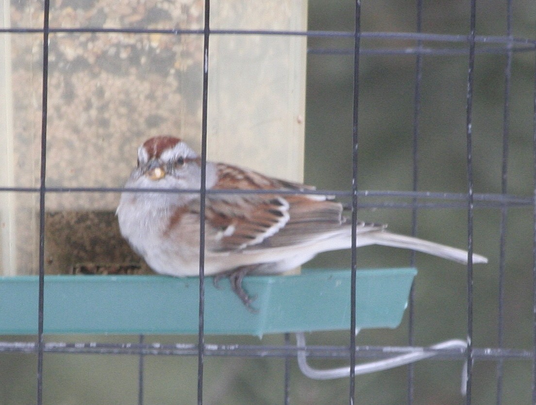 American Tree Sparrow - ML46382571