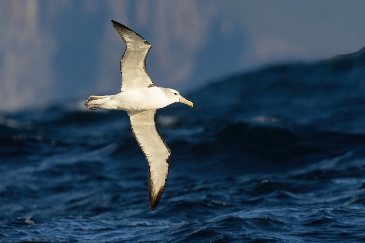 White-capped Albatross - ML463829411