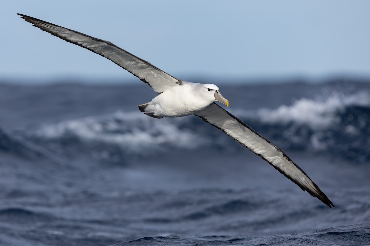 White-capped Albatross - ML463829421