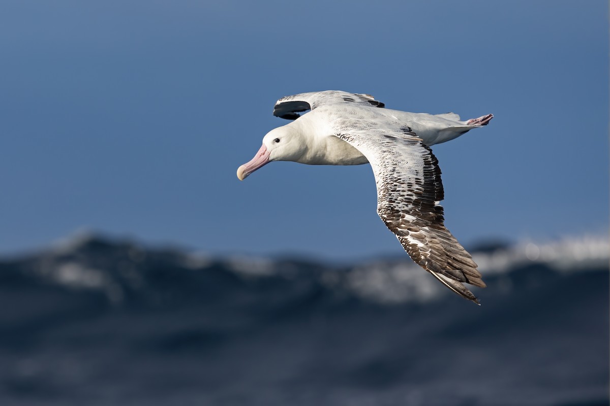 Snowy Albatross - ML463829431
