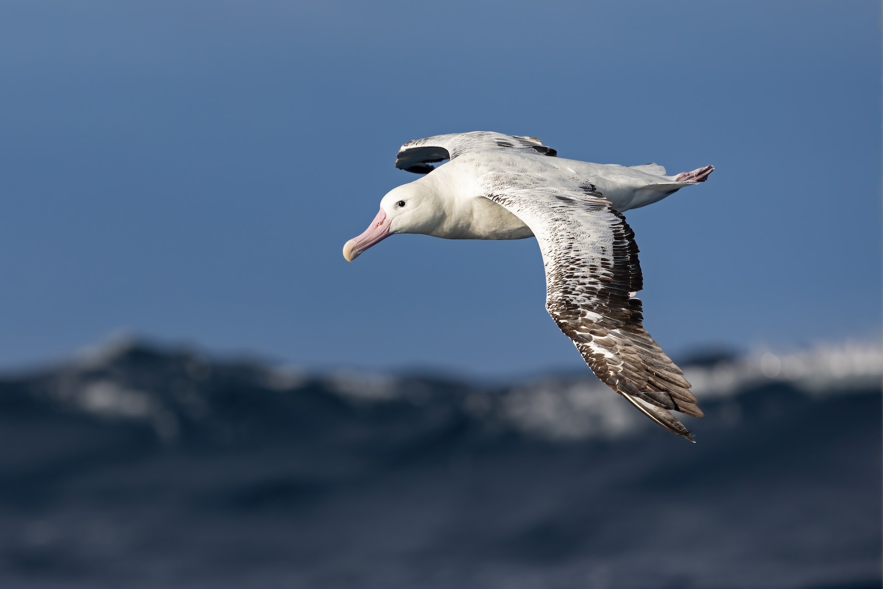 Wandering Albatross (Snowy) - JJ Harrison