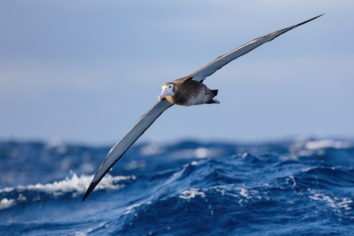 albatros stěhovavý - ML463829531