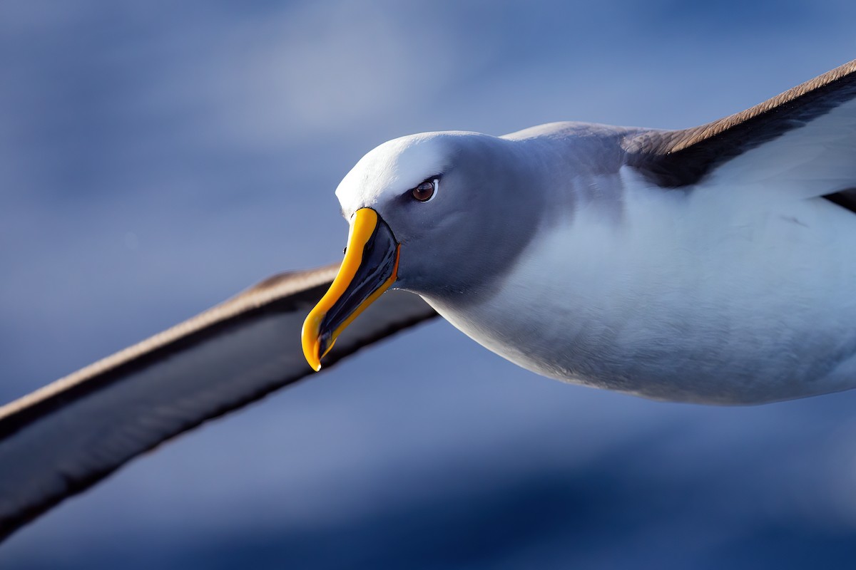 Buller's Albatross - ML463829651