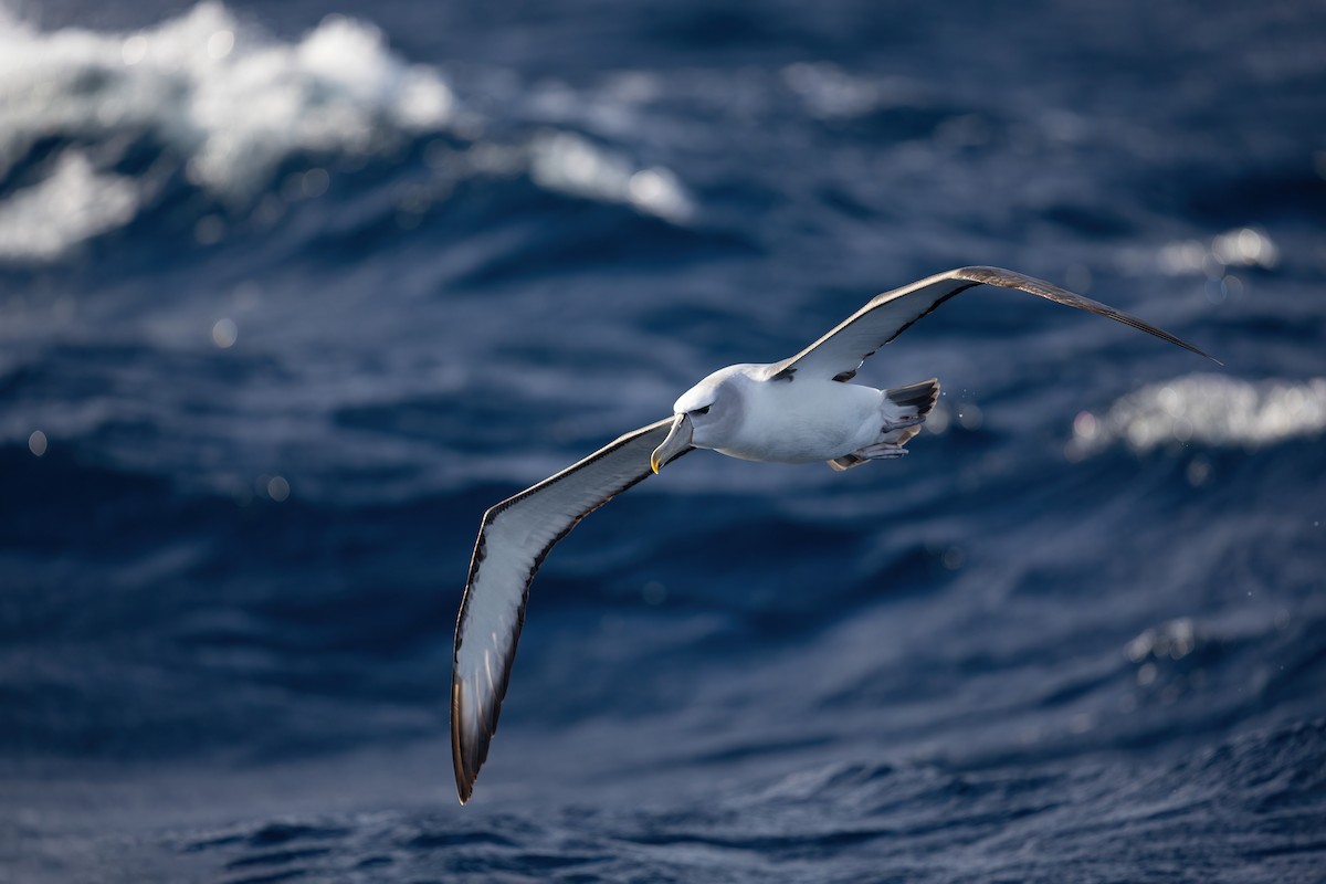 White-capped Albatross - ML463829961