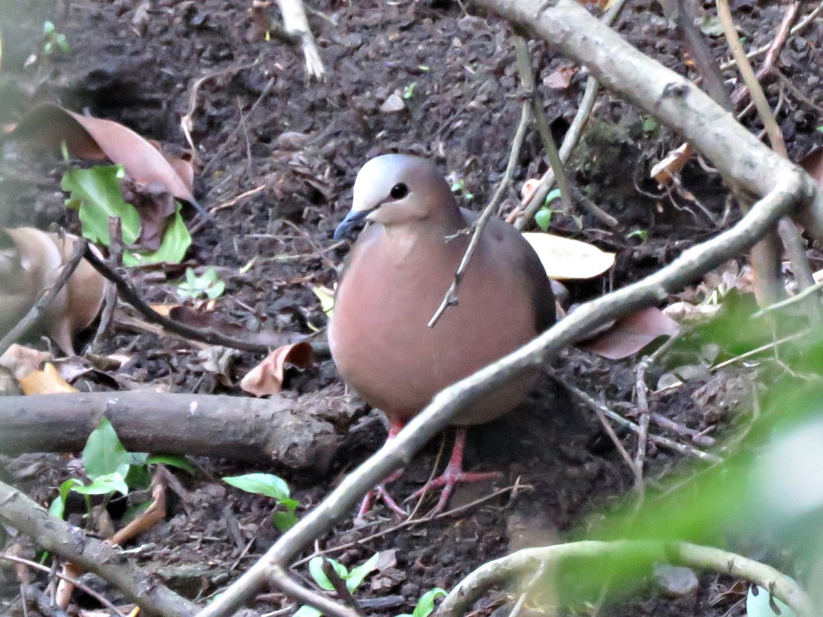 Gray-fronted Dove - ML463839891