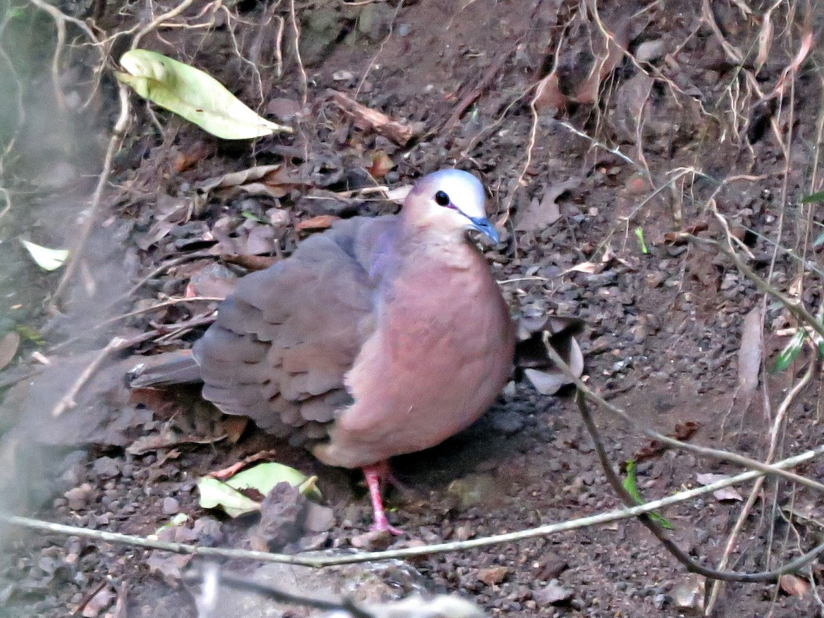 Gray-fronted Dove - ML463839901