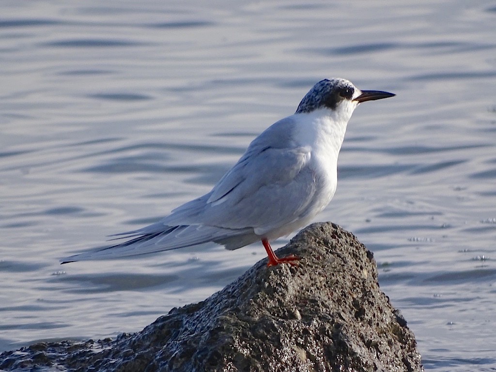 Forster's Tern - Janet Kelly