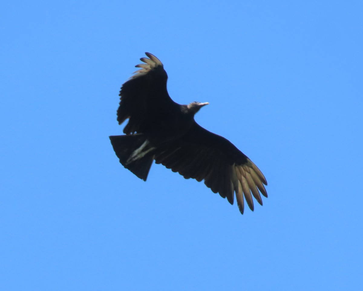 Black Vulture - ML463845521