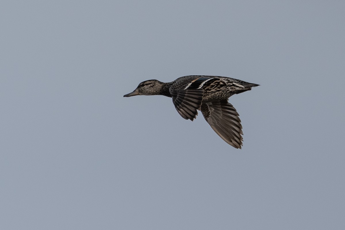Green-winged Teal - ML463858421