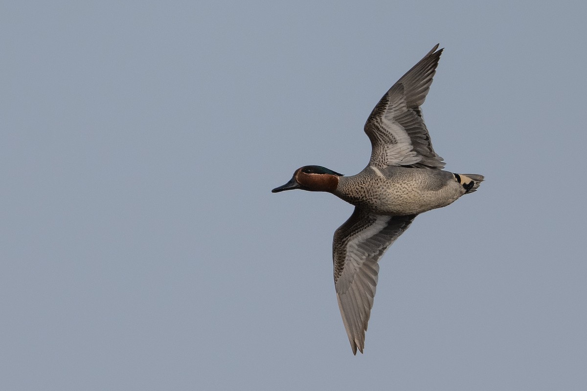 Green-winged Teal - ML463858441