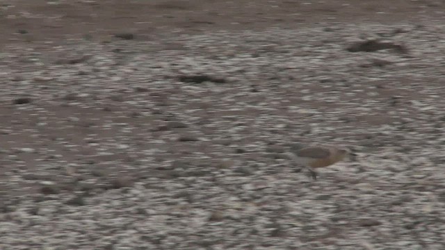 Red-breasted Dotterel - ML463859651