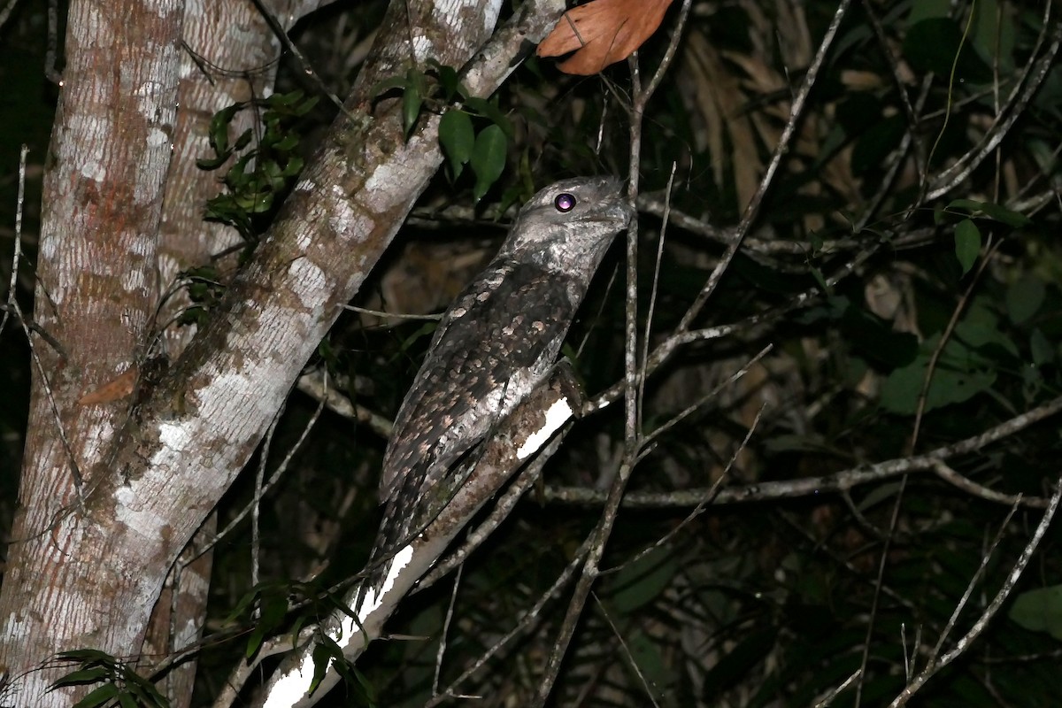 Papuan Frogmouth - ML463860191