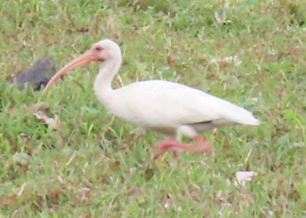 ibis bílý - ML463864641