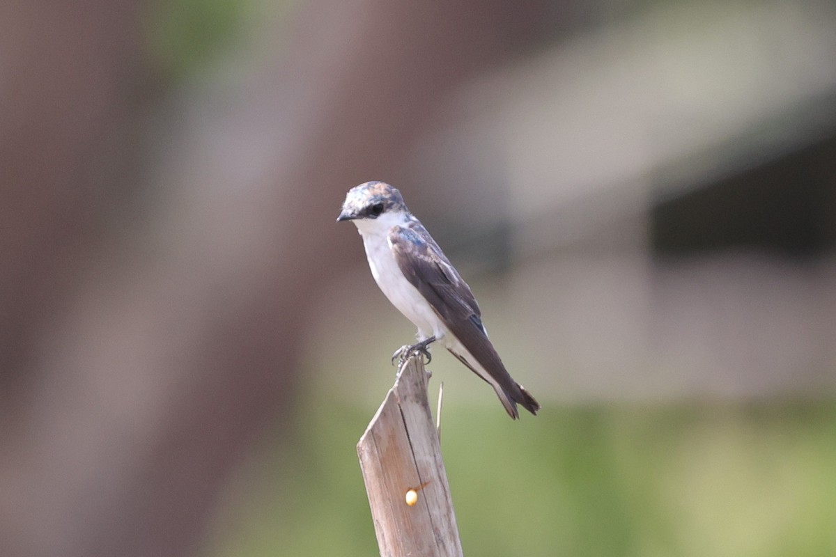 White-winged Swallow - ML463867201