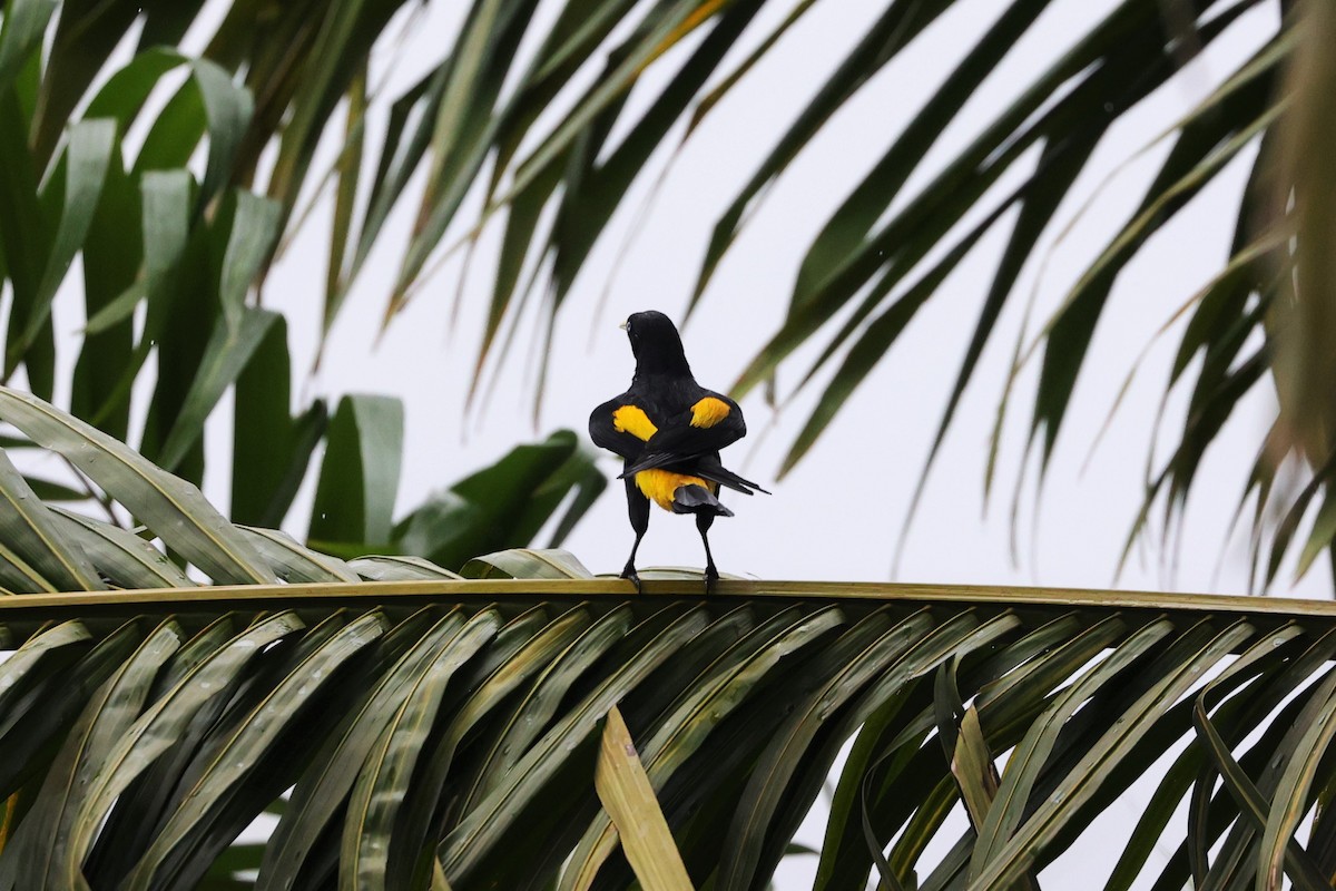 Yellow-rumped Cacique - ML463867251