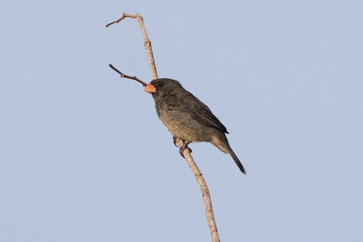 Gray Seedeater - ML463867401