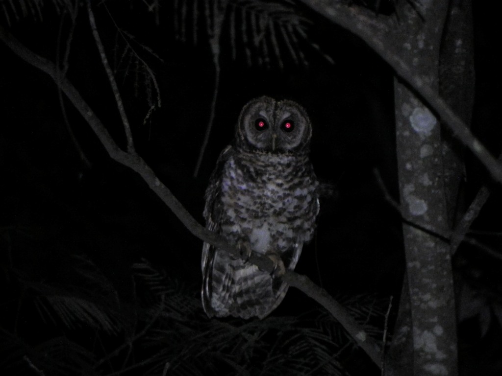 Rusty-barred Owl - Helbert Noventa