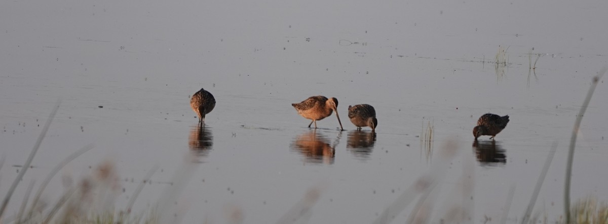 Long-billed Dowitcher - ML463875411