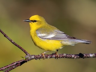  - Blue-winged Warbler