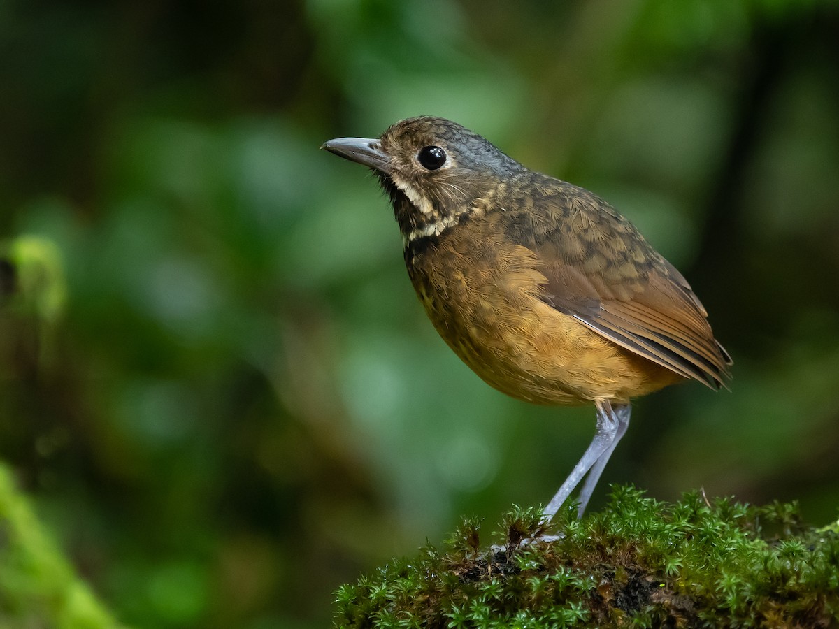 Scaled Antpitta - Grallaria guatimalensis - Birds of the World