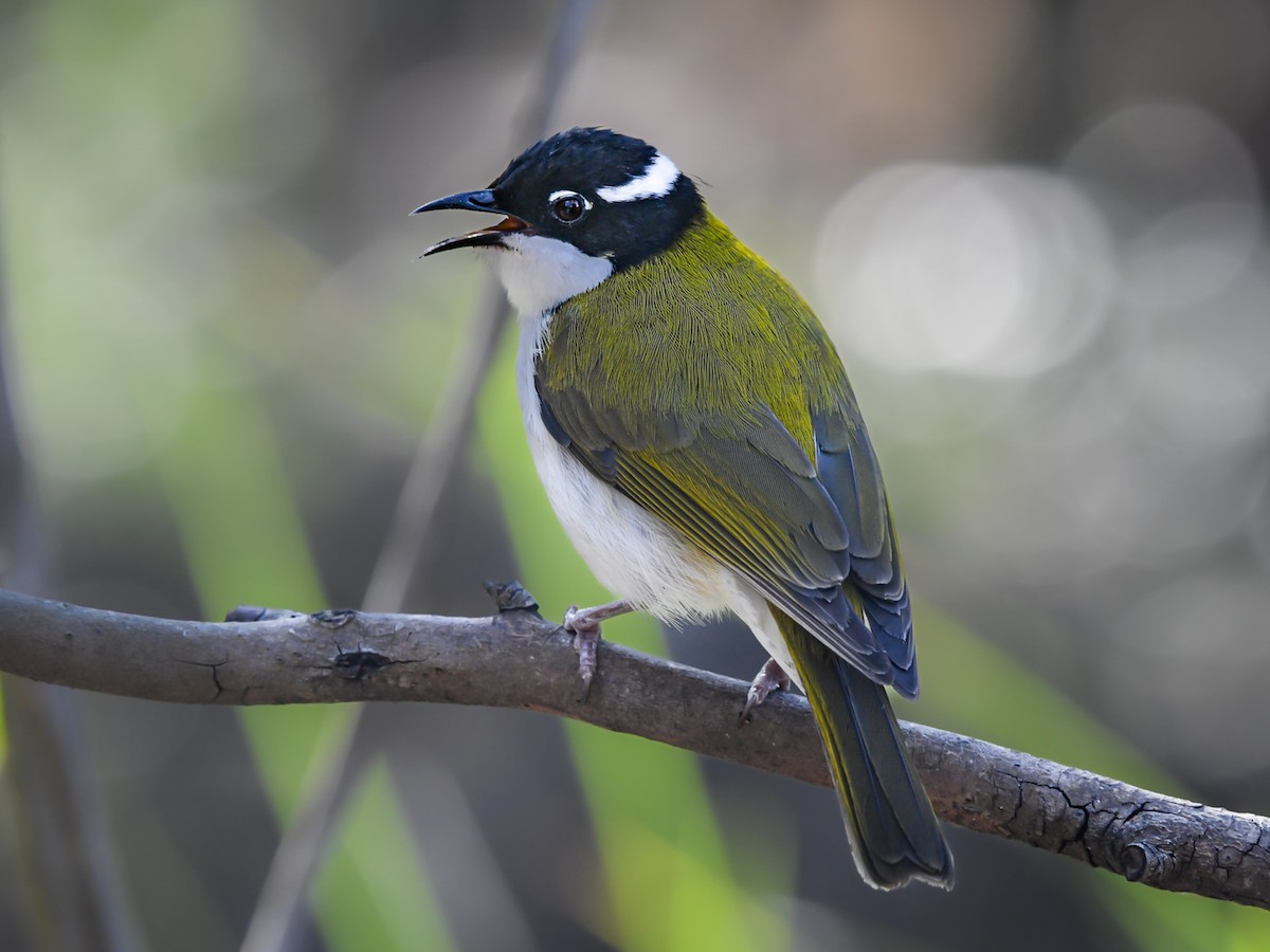 White-throated Honeyeater - Melithreptus albogularis - Birds of the World