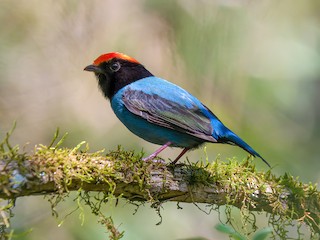  - Swallow-tailed Manakin