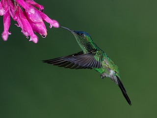  - Violet-capped Woodnymph