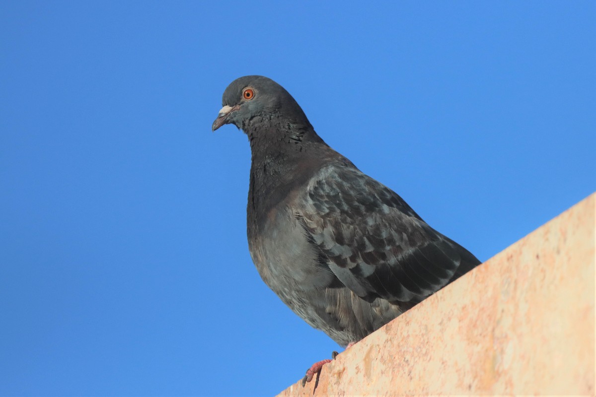 Rock Pigeon (Feral Pigeon) - ML463881451
