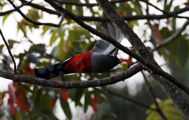  - Hispaniolan Trogon - 