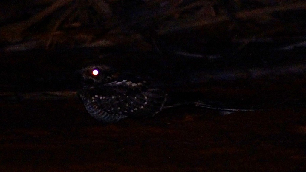Scissor-tailed Nightjar - ML46388791