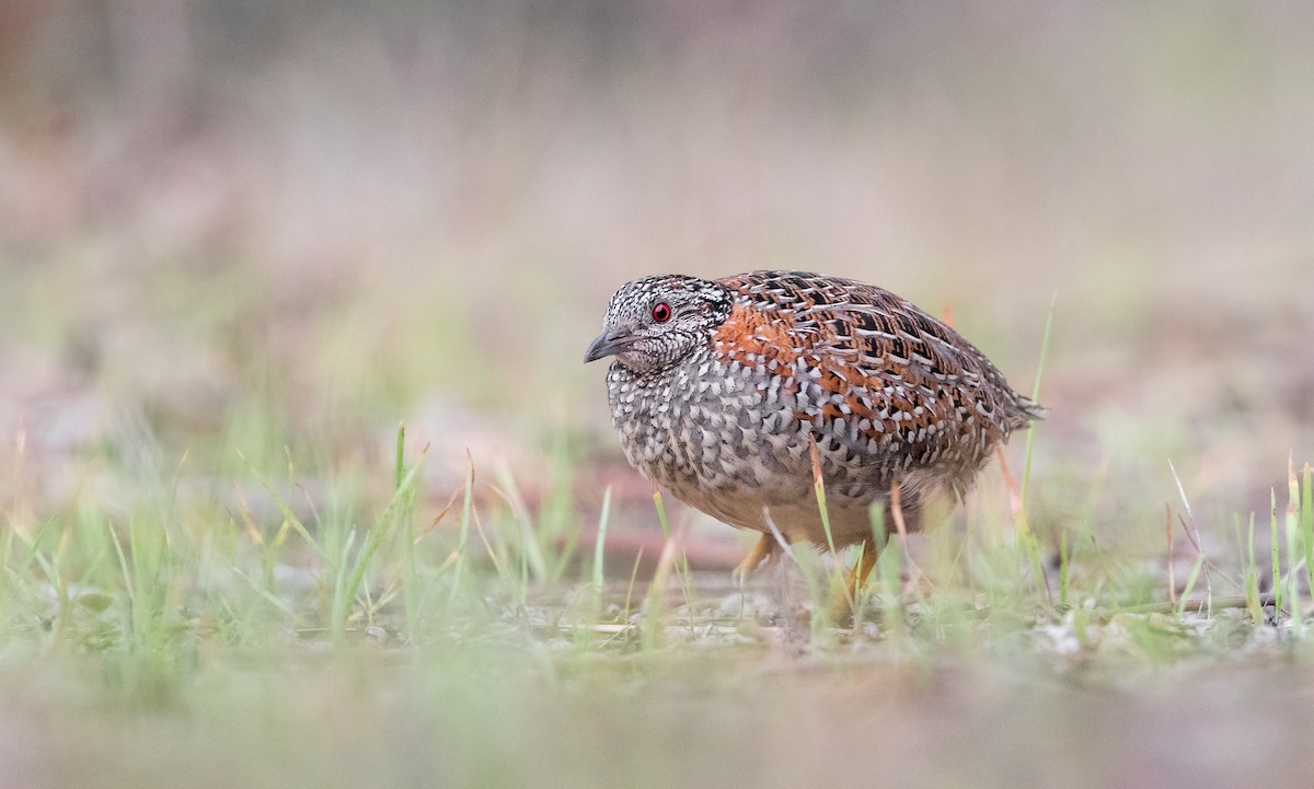 Painted Buttonquail - ML463892501