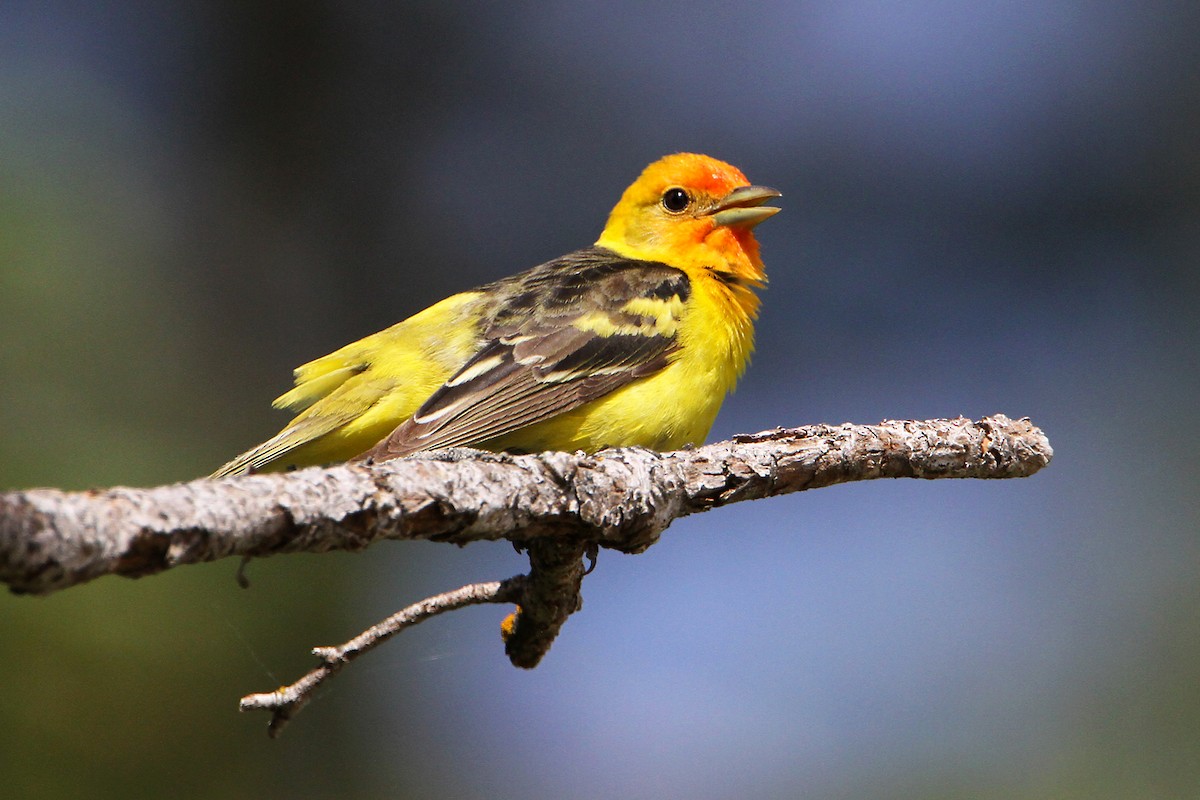 Western Tanager - ML463897821