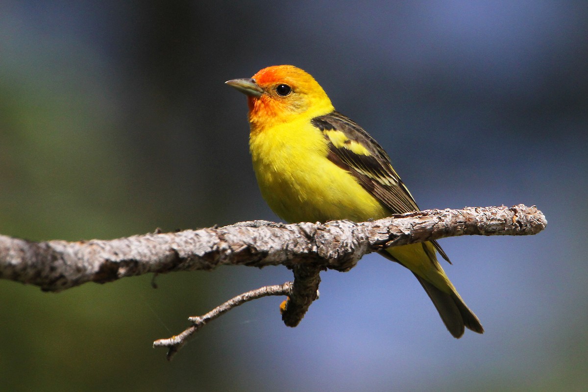 Western Tanager - ML463897871