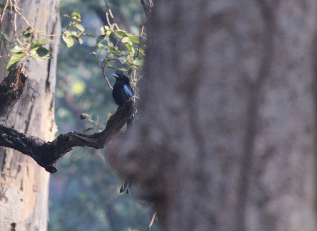 Greater Racket-tailed Drongo - ML46389821