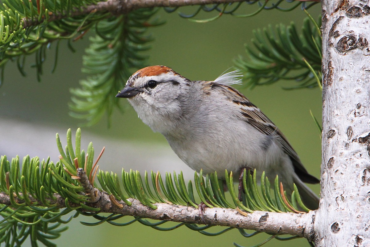 Chipping Sparrow - ML463898261