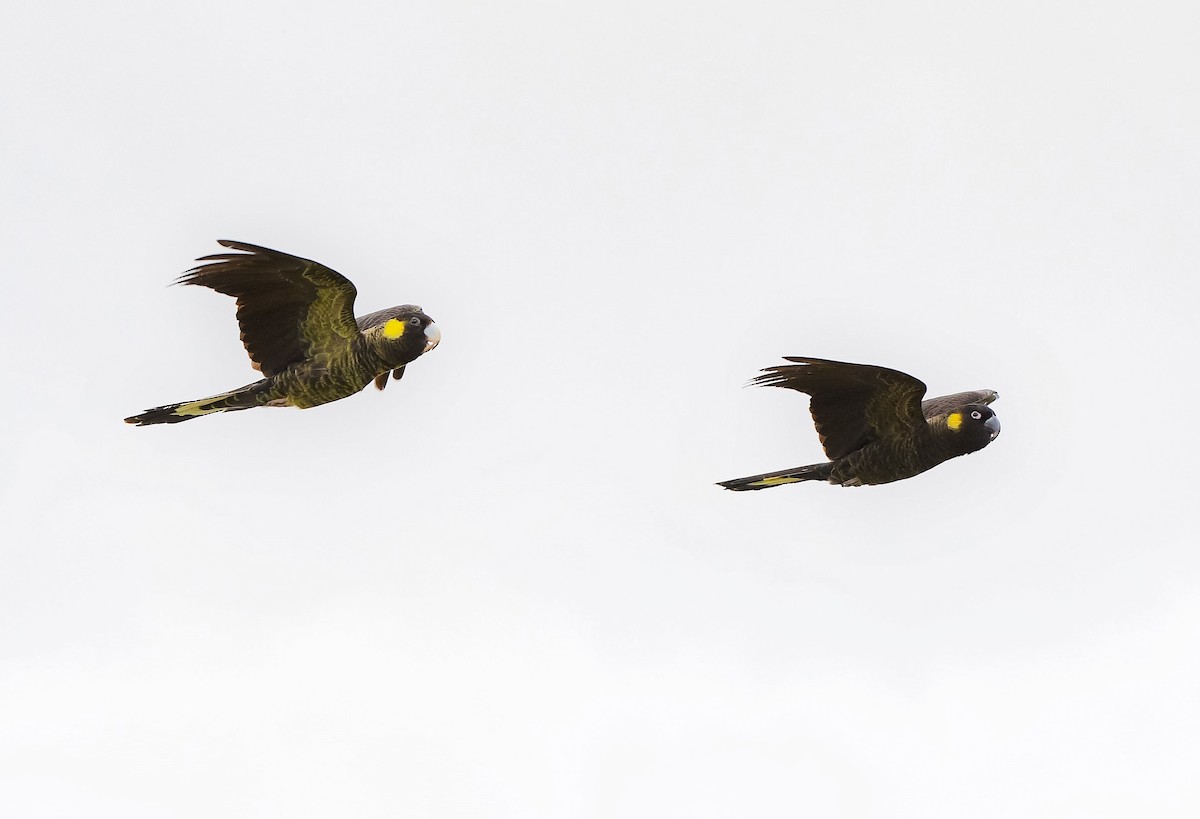 Yellow-tailed Black-Cockatoo - ML463898481