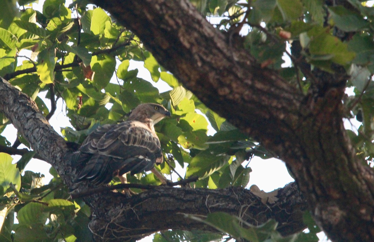 Changeable Hawk-Eagle (Crested) - ML46389881