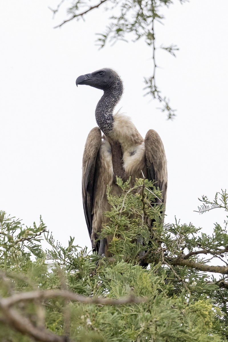 White-backed Vulture/Rüppell's Griffon - ML463899161