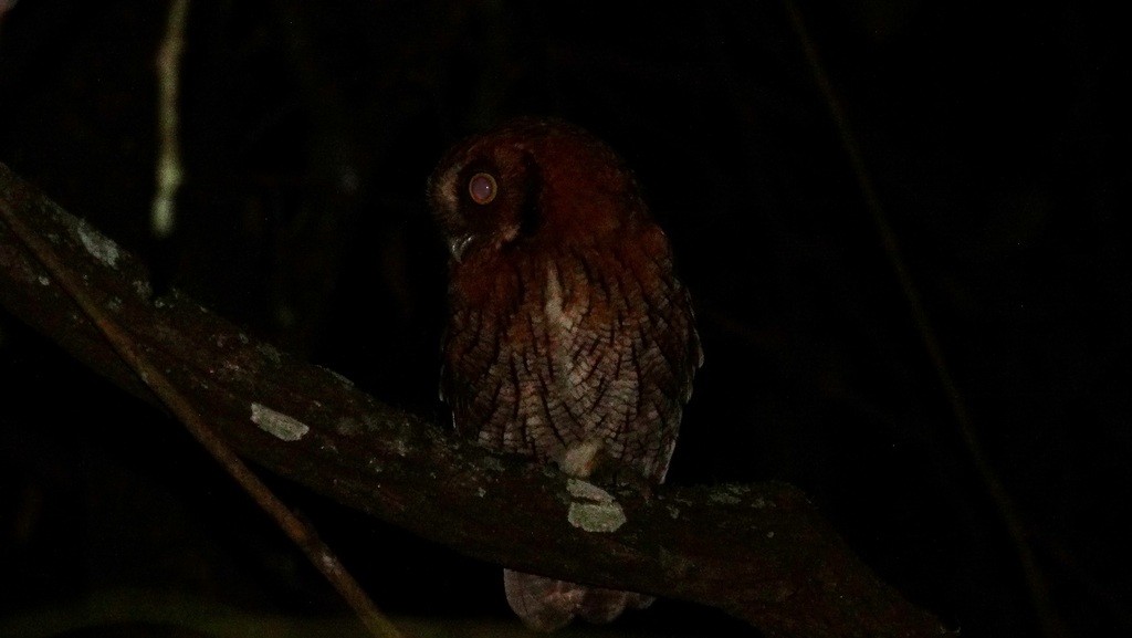 Tropical Screech-Owl - Helbert Noventa