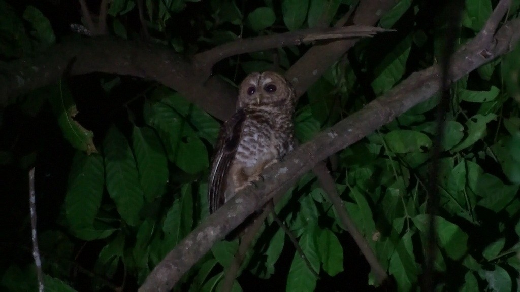 Rusty-barred Owl - Helbert Noventa