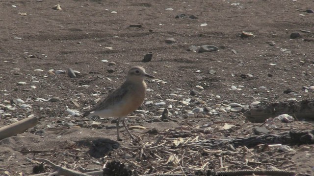 Red-breasted Dotterel - ML463901911