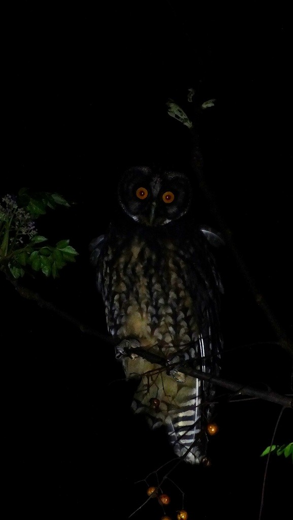 Stygian Owl - Helbert Noventa