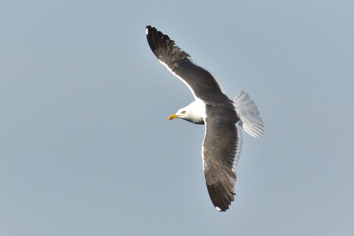 Lesser Black-backed Gull (graellsii) - Tomáš Grim