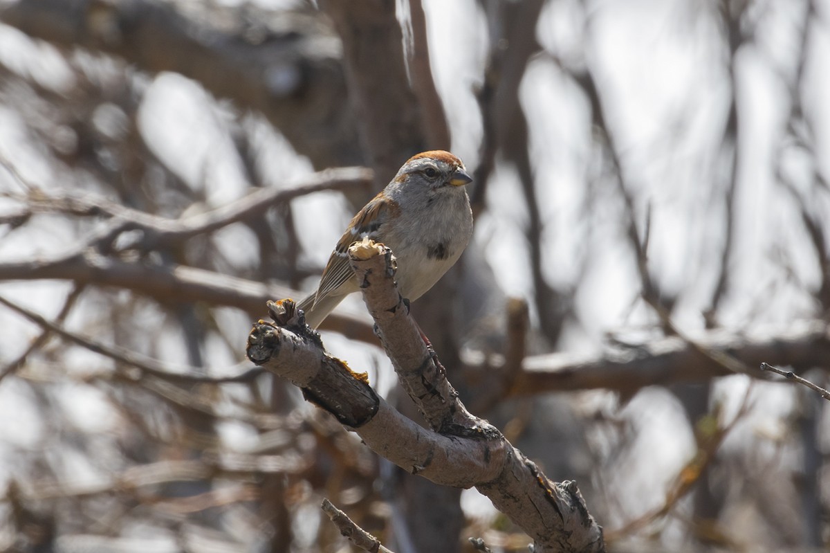 American Tree Sparrow - ML463905761