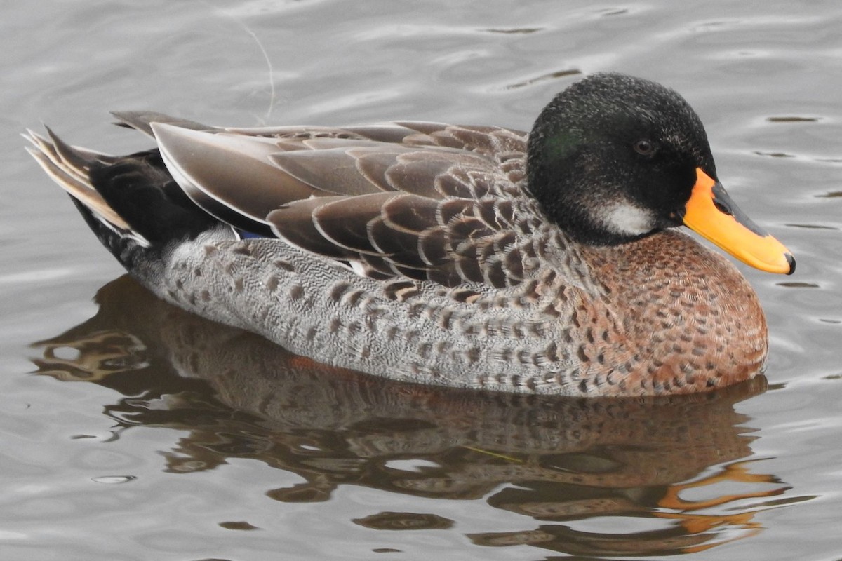 Yellow-billed Duck x Mallard (hybrid) - Dieter Oschadleus